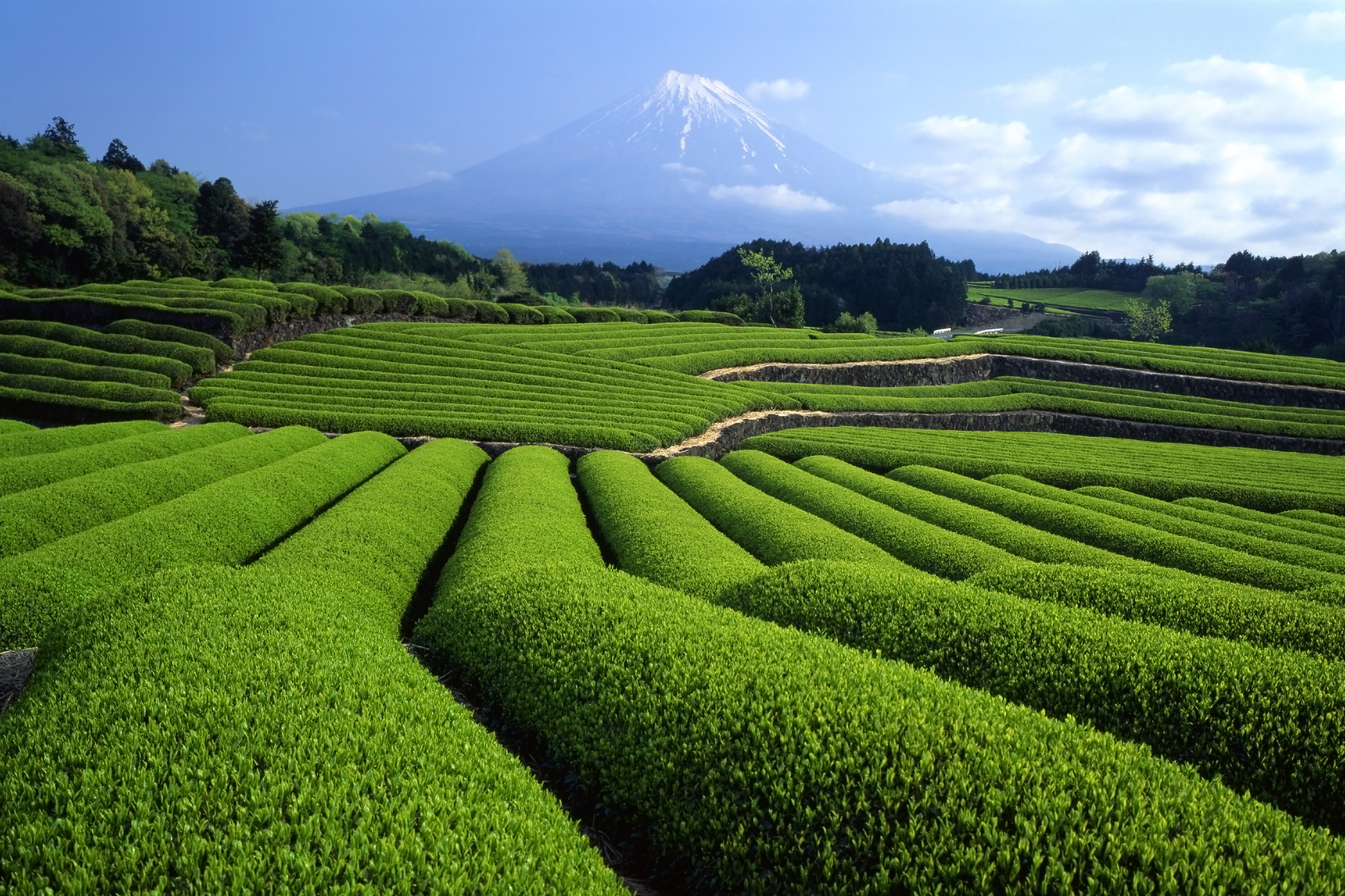 Shizuoka hillside estate