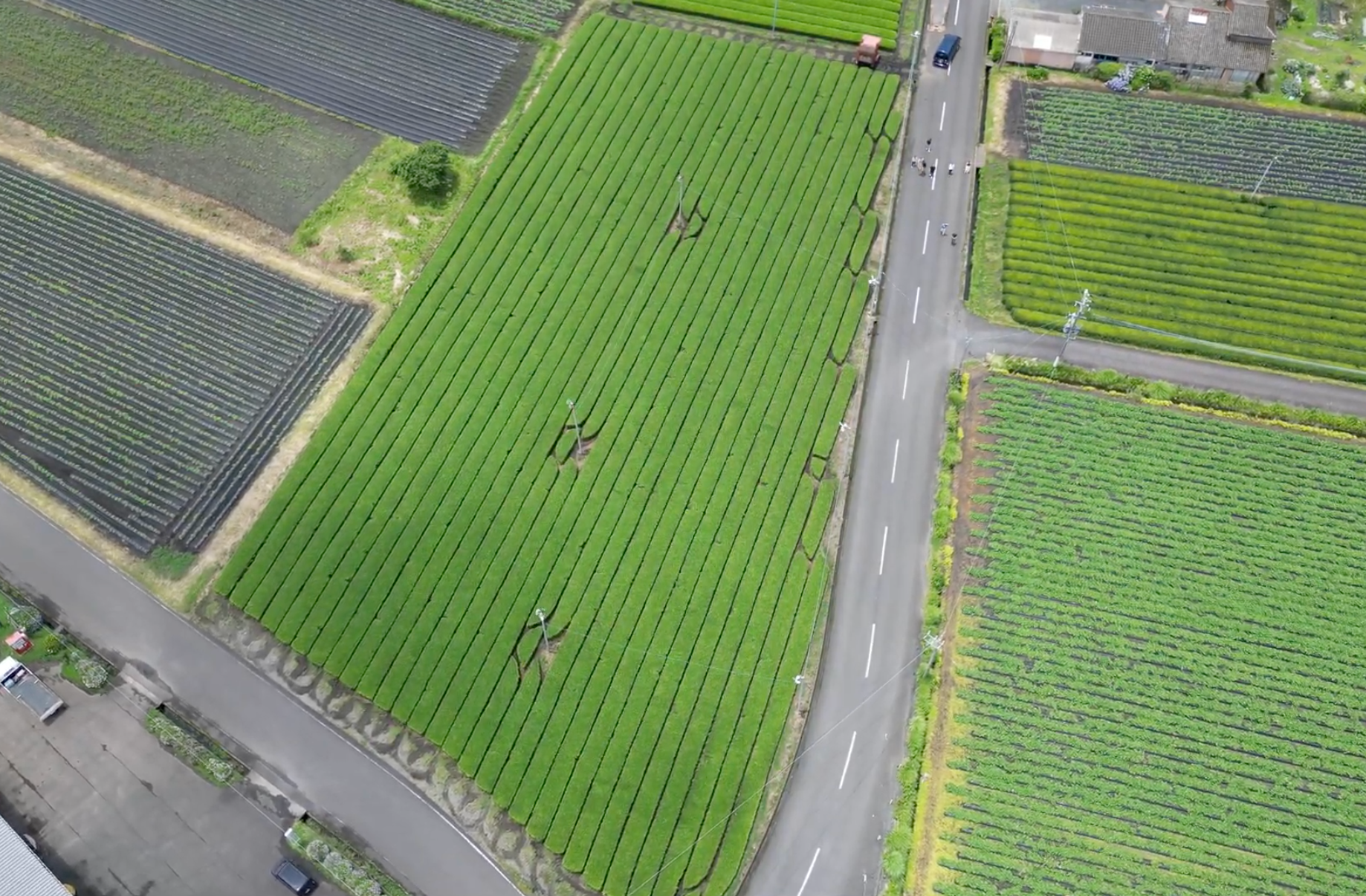 Aerial of Mt Fuji & tea rows